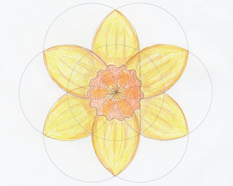 What can we learn about the geometry of flowers daffodil