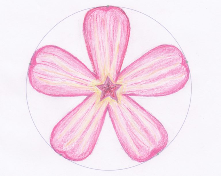 What can we learn about the geometry of flowers herb robert