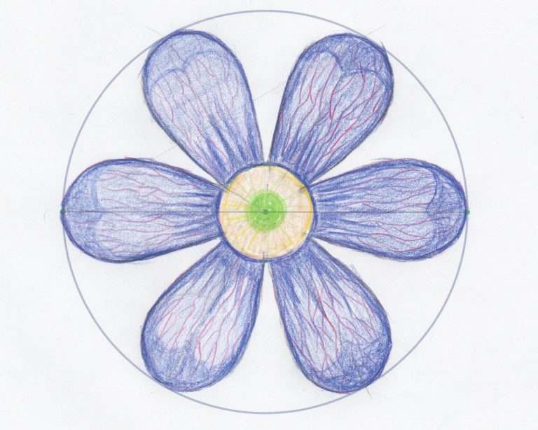 What can we learn about the geometry of flowers liverleaf