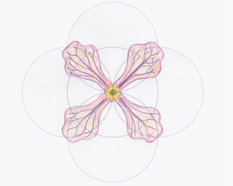 What can we learn about the geometry of flowers rocket