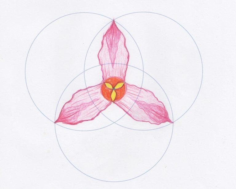 What can we learn about the geometry of flowers trillium