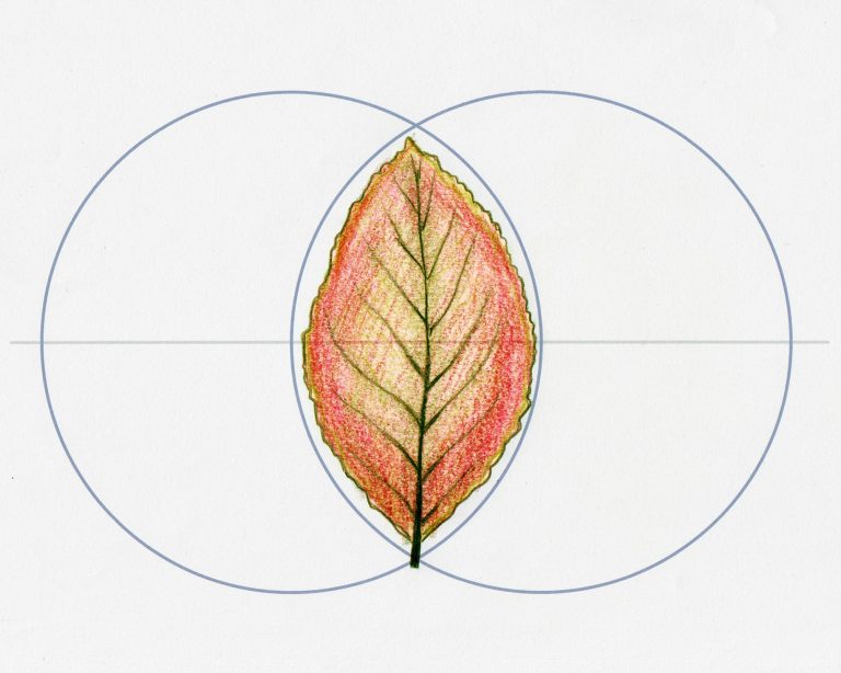 How can we identify native trees in autumn pear leaf