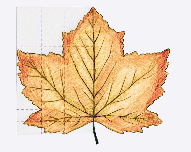 How can we identify native trees in autumn sycamore