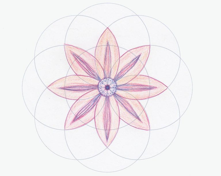 What can we learn about the geometry of flowers clematis flower